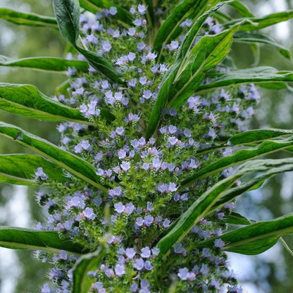 Echium Pininana Seeds - Ornamental Plant Seeds for Home Gardens