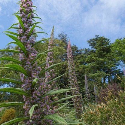 Echium Pininana Seeds - Ornamental Plant Seeds for Home Gardens