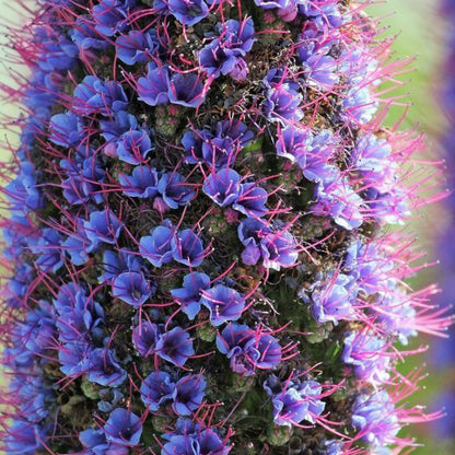 Echium Pininana Seeds - Ornamental Plant Seeds for Home Gardens