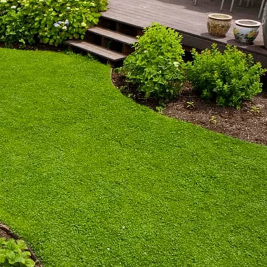 Eco Lawn Seeds