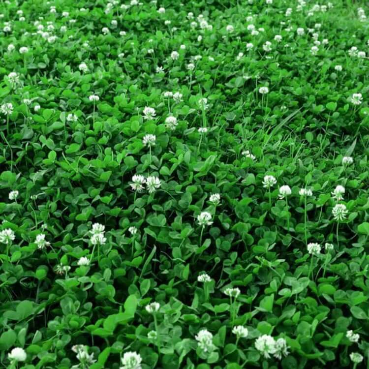 Eco Lawn Seeds