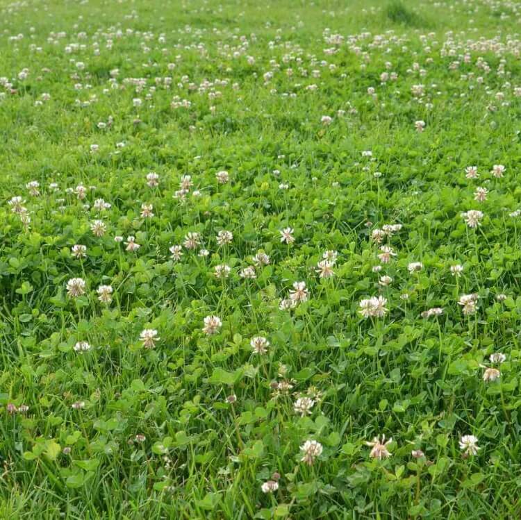 Eco Lawn Seeds