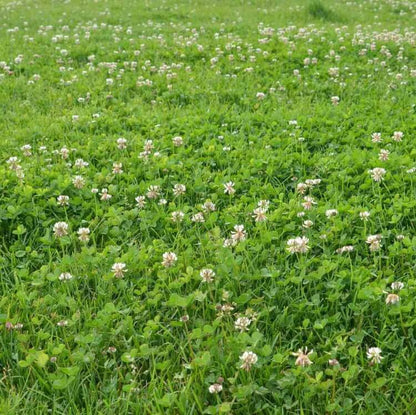 Eco Lawn Seeds