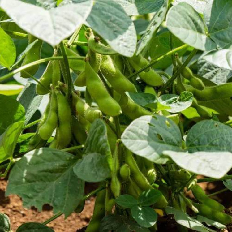 Edamame Seeds - Heirloom Vegetable Plant for Home Gardens
