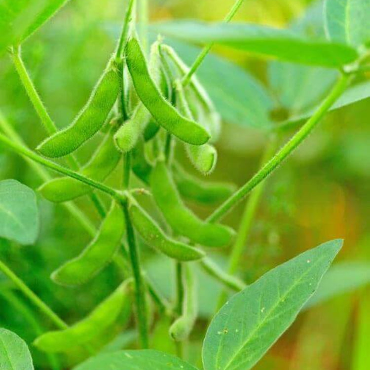 Edamame Seeds - Heirloom Vegetable Plant for Home Gardens