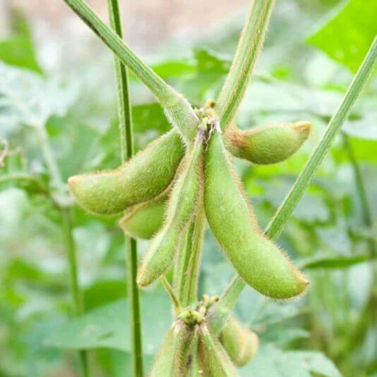 Edamame Seeds - Heirloom Vegetable Plant for Home Gardens