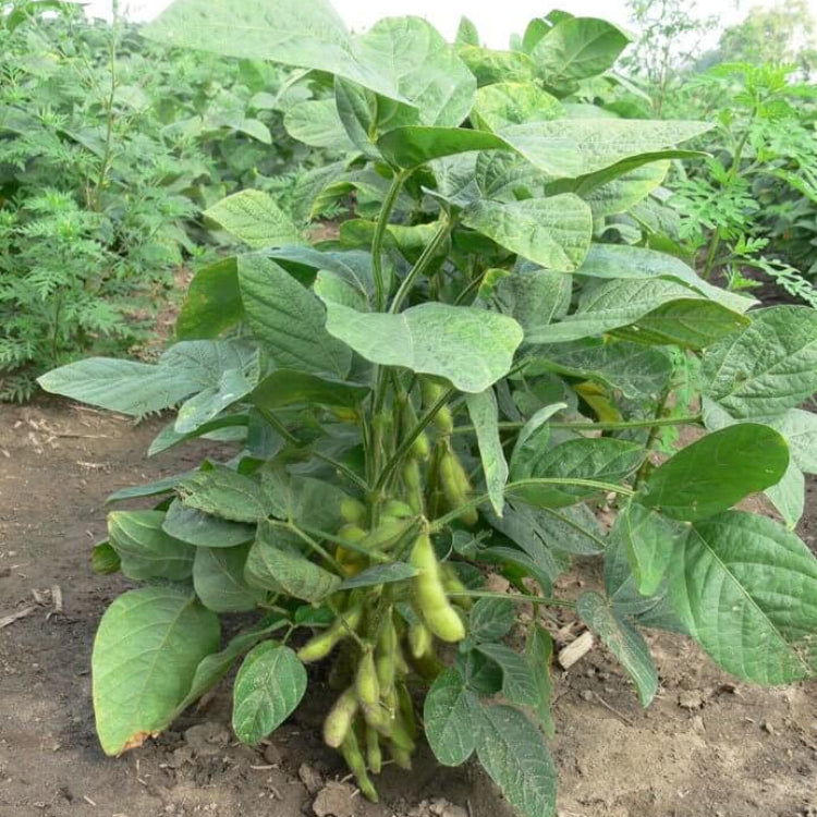 Edamame Seeds - Heirloom Vegetable Plant for Home Gardens