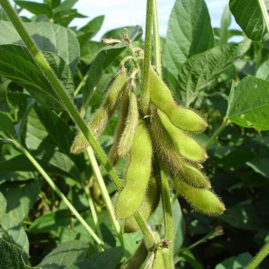 Edamame Seeds - Vegetable Plant for Home Gardens