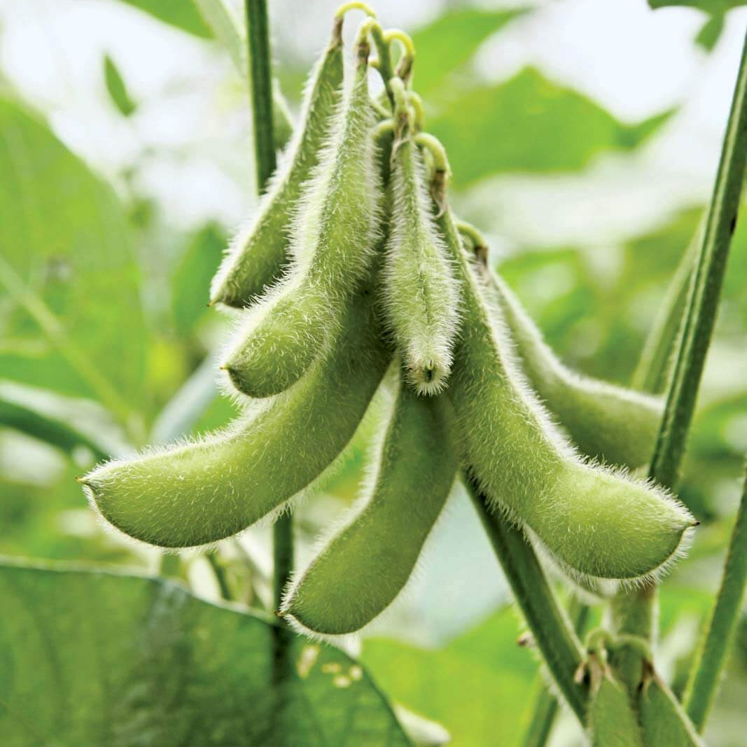 Edamame Soybean Seeds