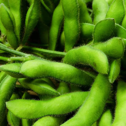 Edamame Soybean Seeds
