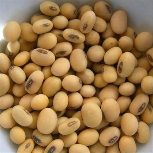 Edamame Soybean Seeds