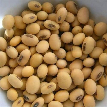 Edamame Soybean Seeds