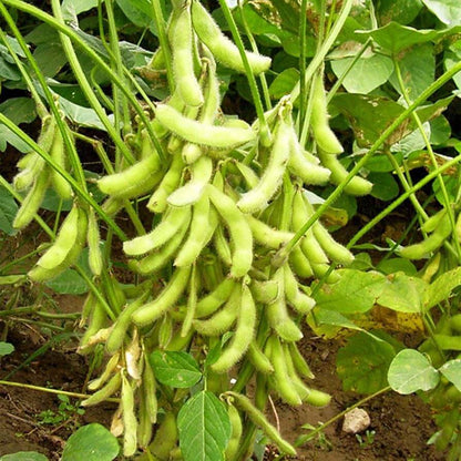 Edamame Soybean Seeds
