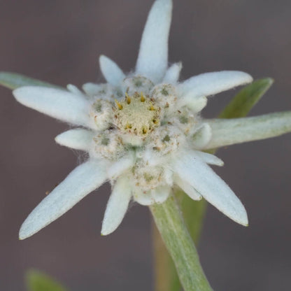 Edelweiss Seeds - Heirloom Flower Plant for Home Gardens
