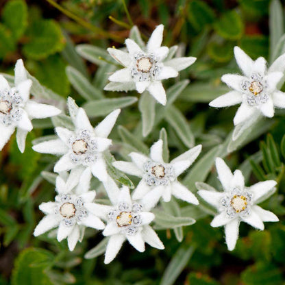 Edelweiss Seeds - Heirloom Flower Plant for Home Gardens