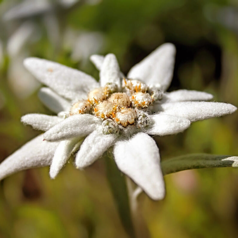 Edelweiss Seeds - Heirloom Flower Plant for Home Gardens