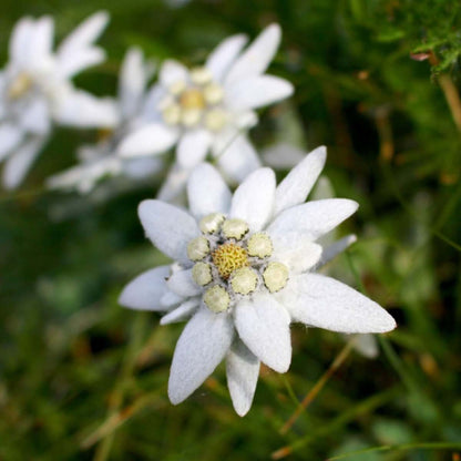 Edelweiss Seeds - Heirloom Flower Plant for Home Gardens