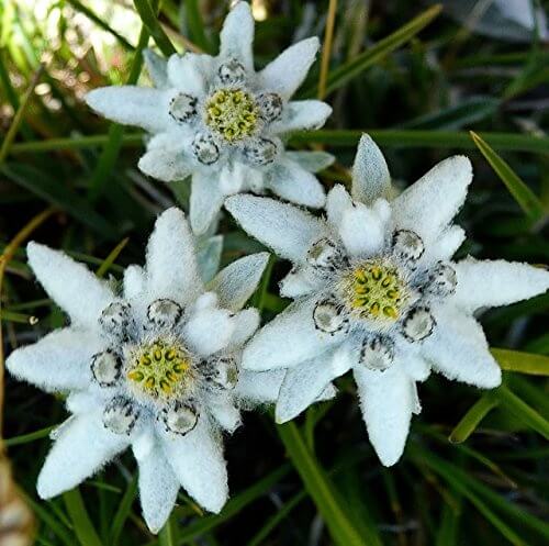 Edelweiss Seeds For Sale 