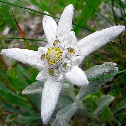 Edelweiss Seeds For Sale 