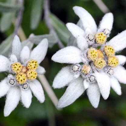 Edelweiss Seeds For Sale 