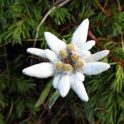 Edelweiss Seeds For Sale 