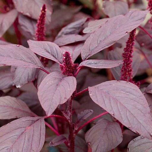 Edible Amaranth Seeds - Flower Plant