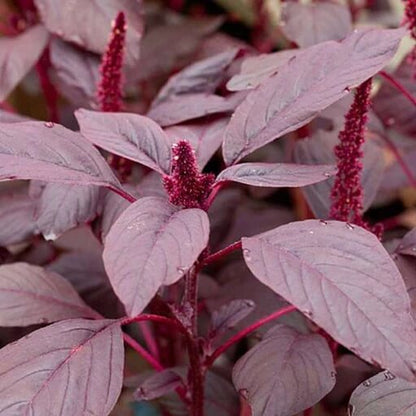 Edible Amaranth Seeds - Flower Plant