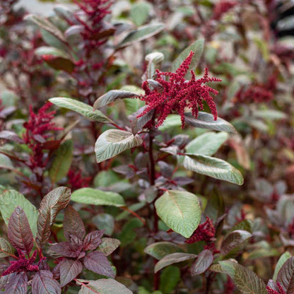 Edible Amaranth Seeds - Flower Plant