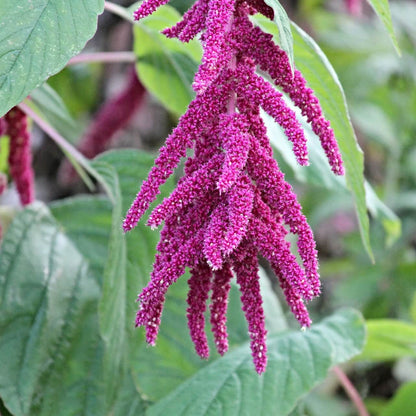 Edible Amaranth Seeds - Flower Plant