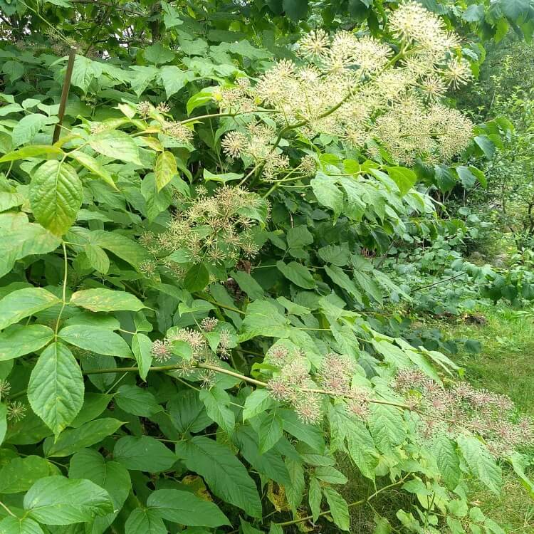 Edible Aralia Seeds