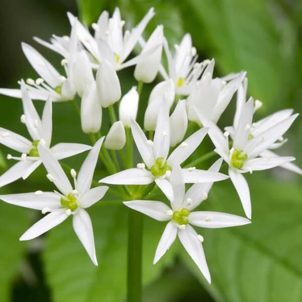Edible Flower Garlic Seeds