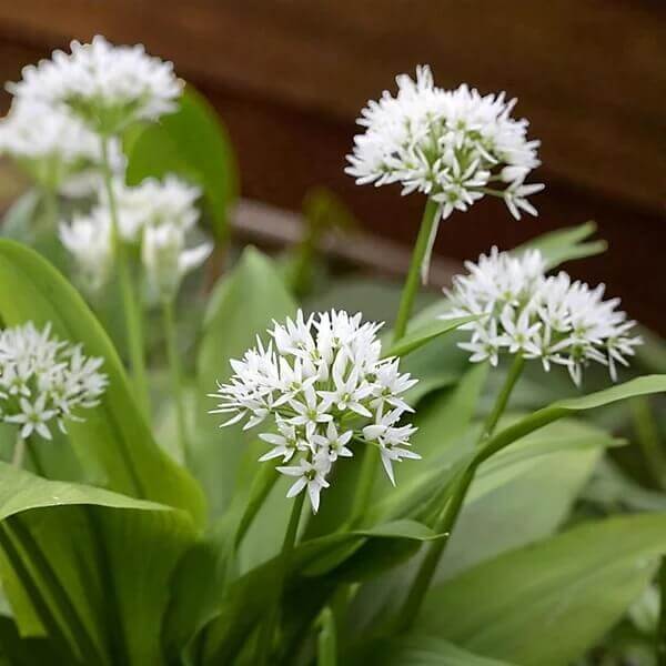 Edible Flower Garlic Seeds