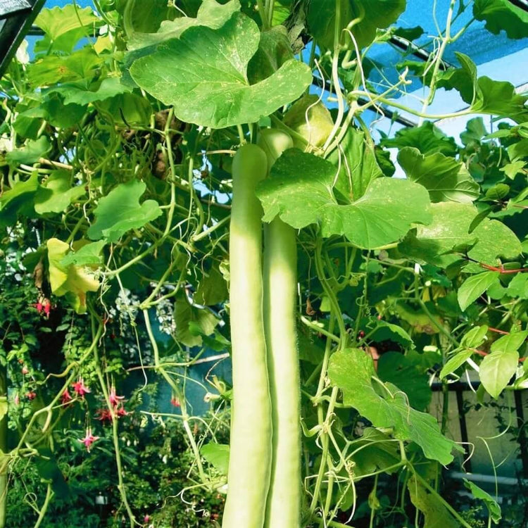 Edible Gourd Seeds - Heirloom Vegetable Plant for Home Gardens