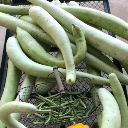 Edible Gourd Seeds - Heirloom Vegetable Plant for Home Gardens