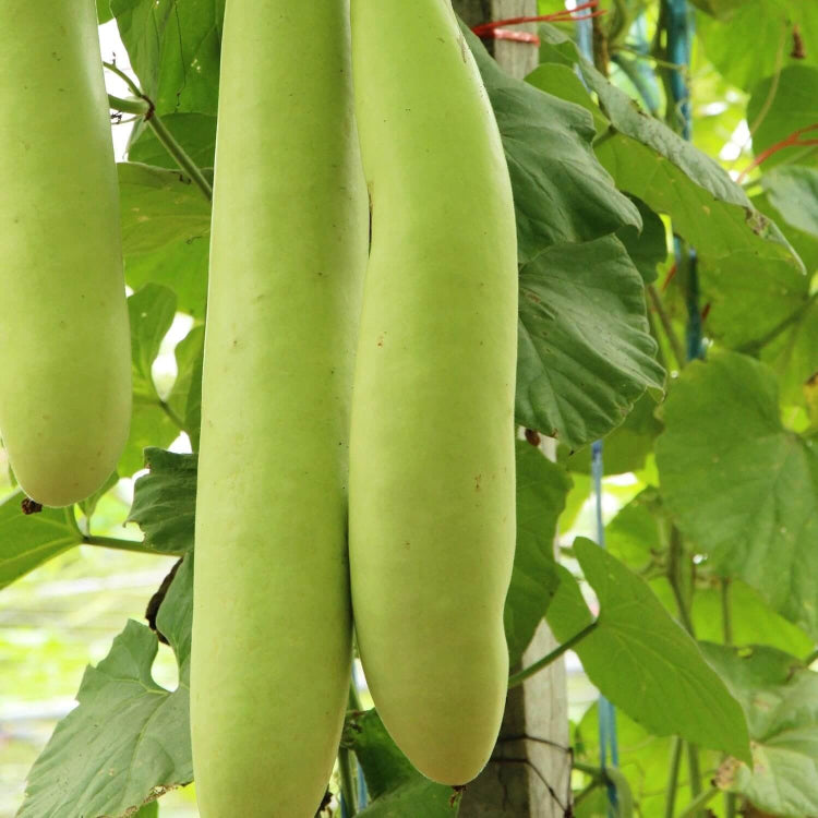 Edible Gourd Seeds - Heirloom Vegetable Plant for Home Gardens