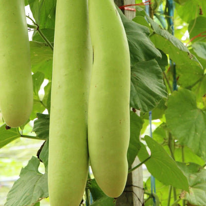 Edible Gourd Seeds - Heirloom Vegetable Plant for Home Gardens