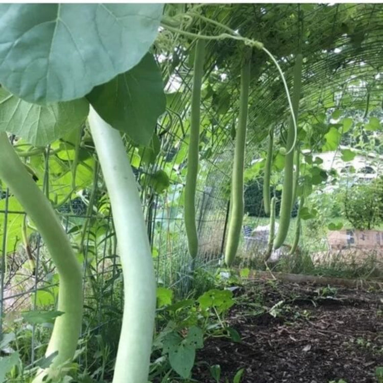 Edible Gourd Seeds - Heirloom Vegetable Plant for Home Gardens
