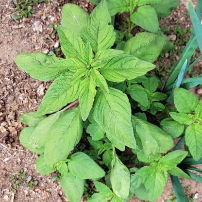 Edible Green Amaranth Seeds