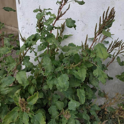 Edible Green Amaranth Seeds