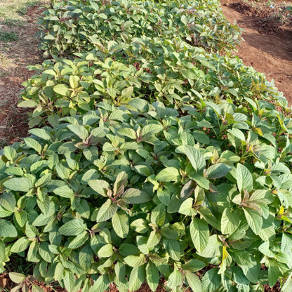 Edible Green Amaranth Seeds