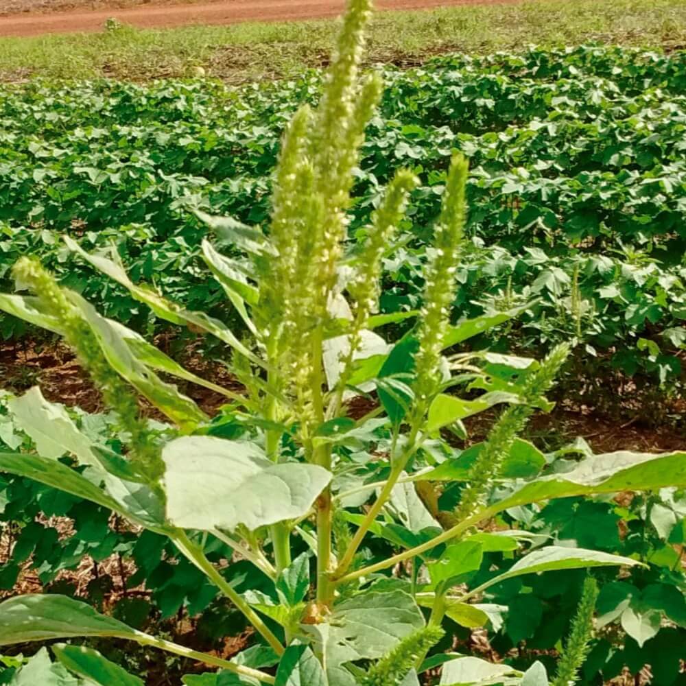 Edible Green Amaranth Seeds