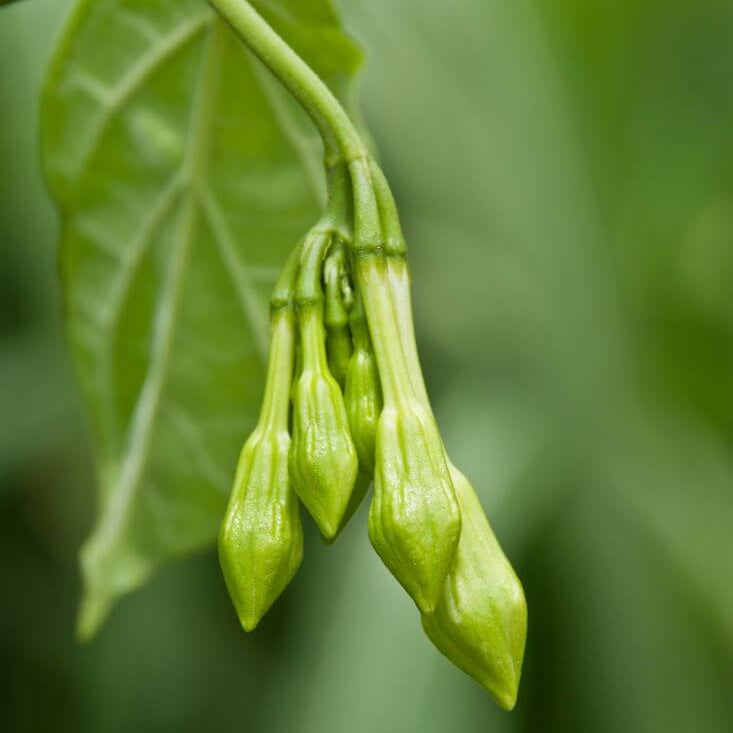 Edible Loroco Seeds