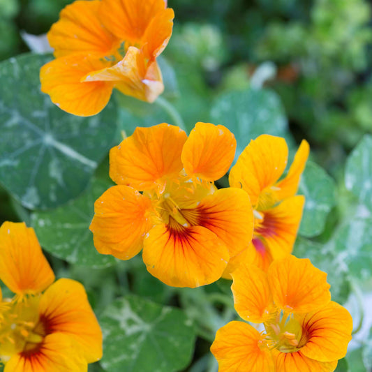 Edible Nasturtium Seeds - Flower Plant