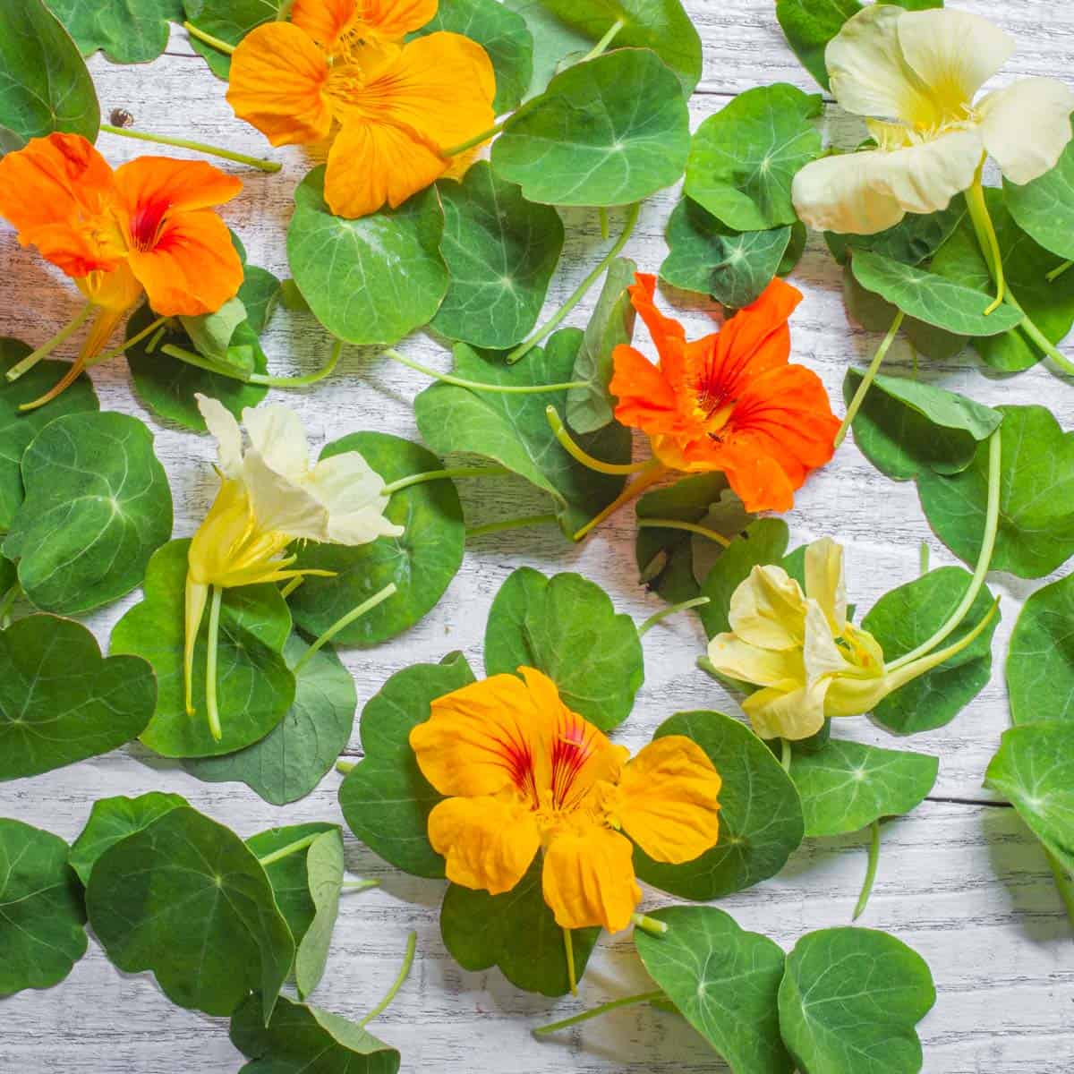Edible Nasturtium Seeds - Flower Plant