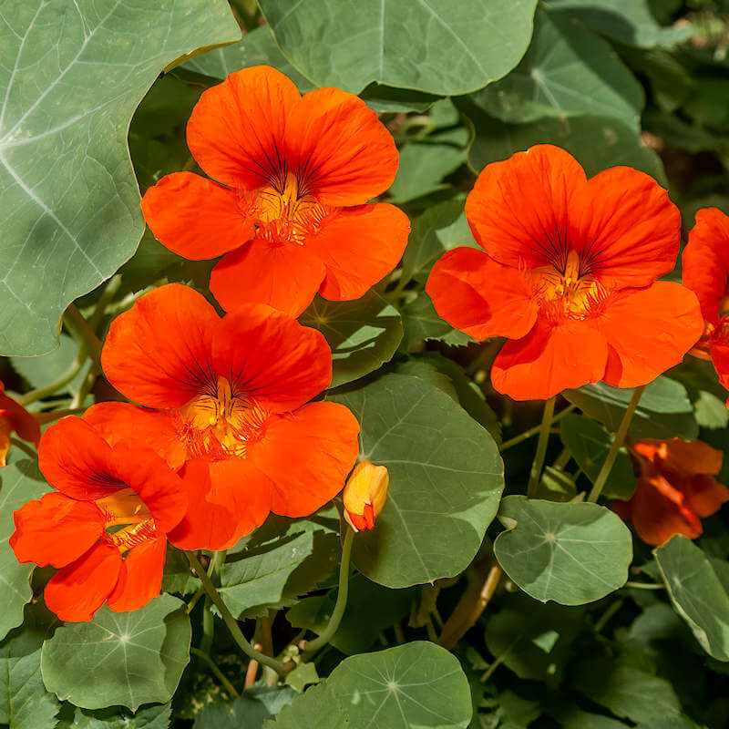 Edible Nasturtium Seeds - Flower Plant