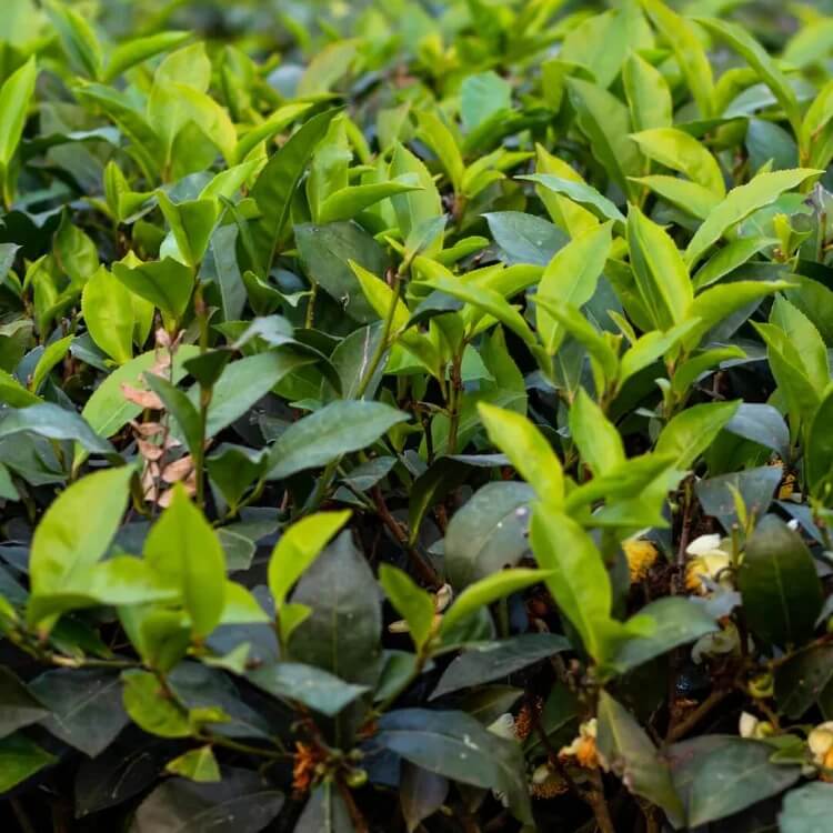 Edible Tea Shrub Seeds