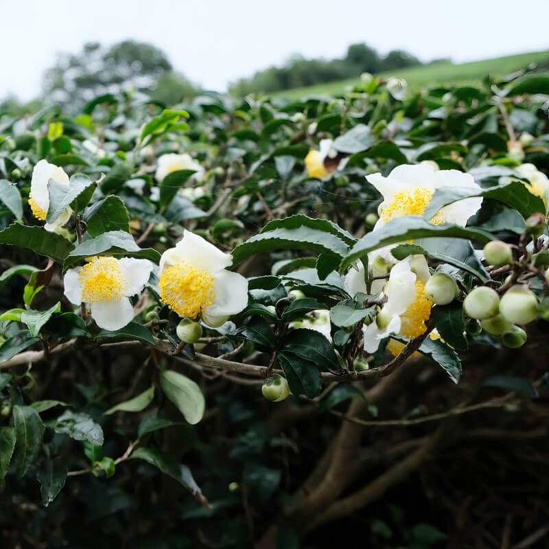 Edible Tea Shrub Seeds