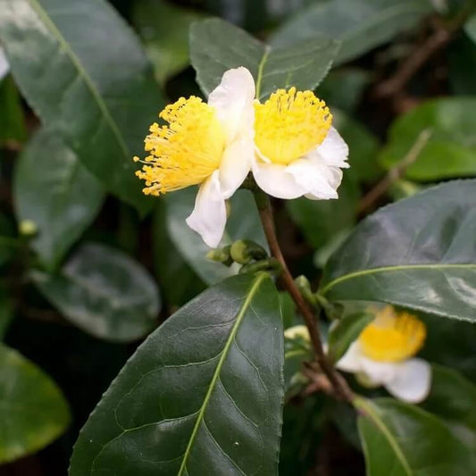 Edible Tea Shrub Seeds
