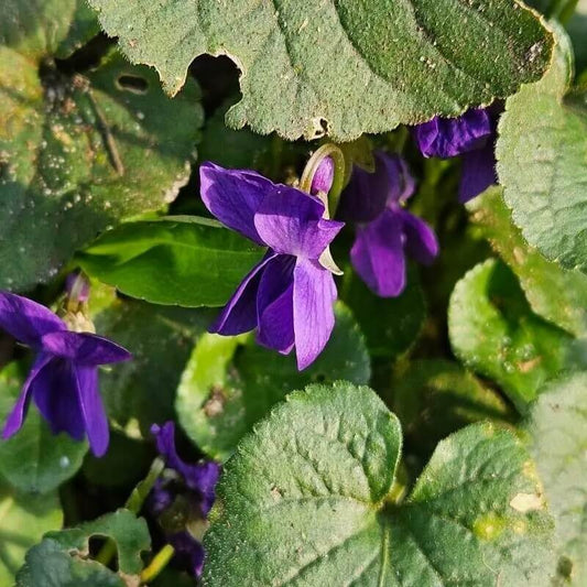 Edible Violet Flowers Seeds