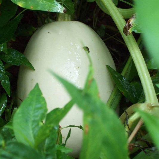 Egg Gourd Seeds - Heirloom Vegetable Plant for Home Gardens